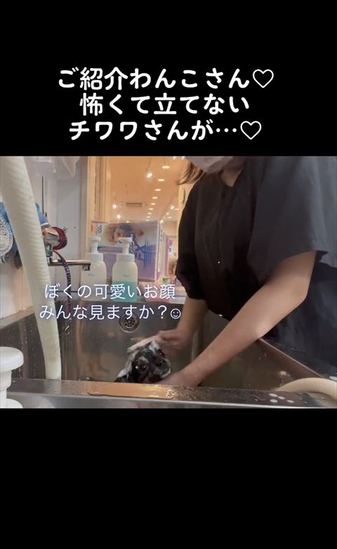 シャンプー中カメラ目線のワンコ