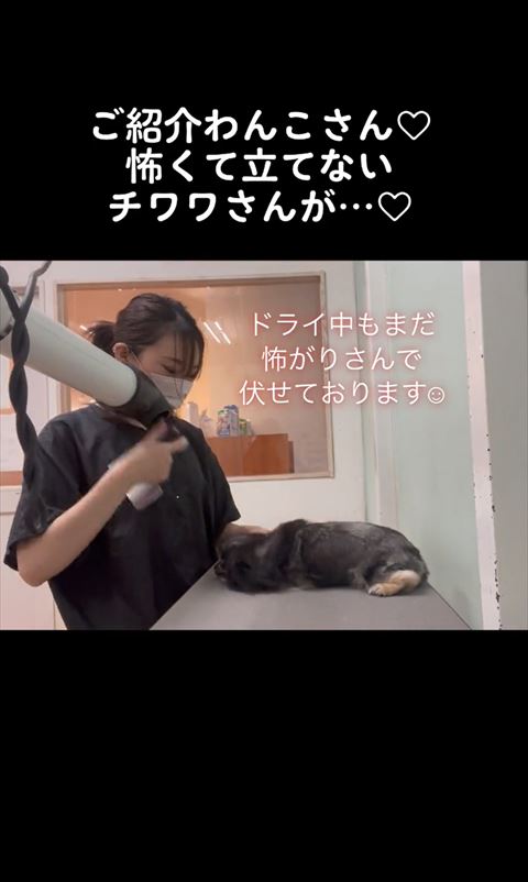 ドライヤー中のワンコ