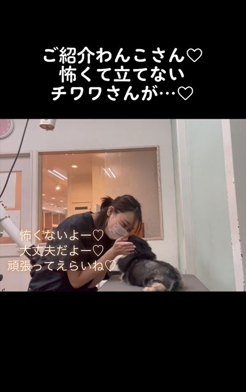 チワワの顔をなでるトリマー