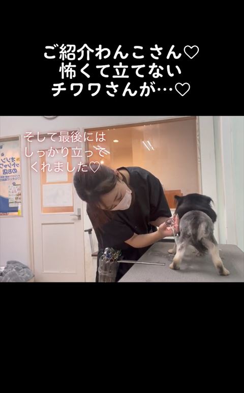 立ってるワンコ後ろ姿