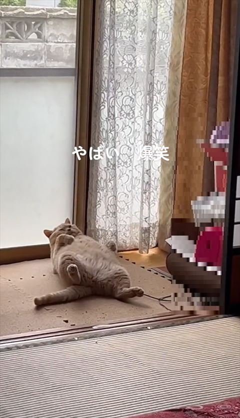 上を見てる猫
