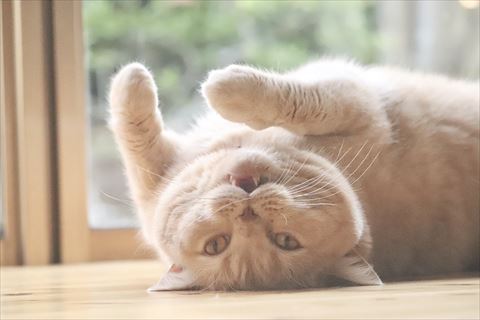 仰向けで鳴いてる