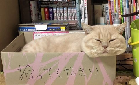 ダンボールの猫