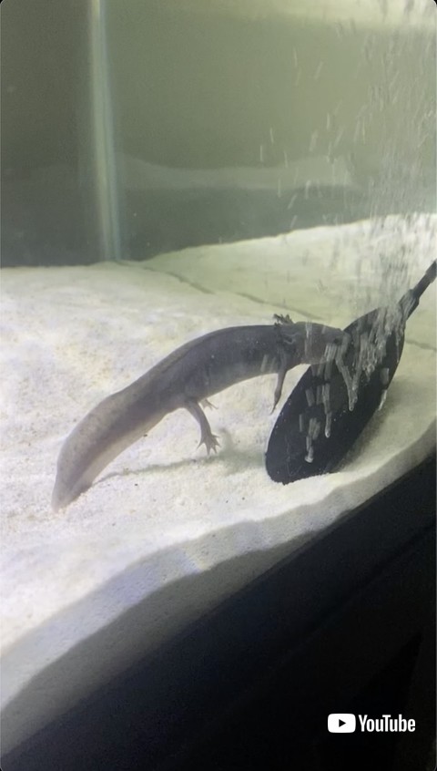 機械に近付くサンショウウオ