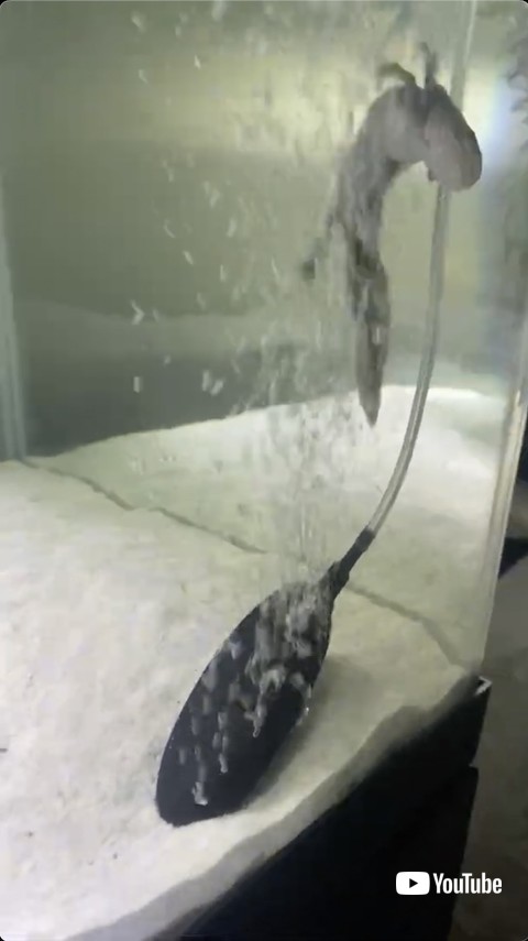 身体をひねるサンショウウオ