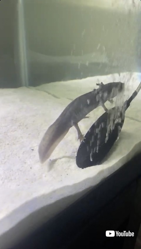 浮かぶサンショウウオ