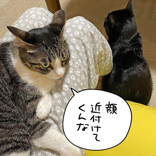 ナノトクラス猫漫画9