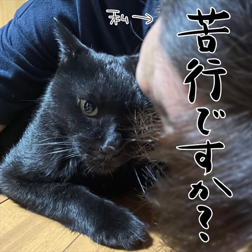 ナノトクラス猫漫画10