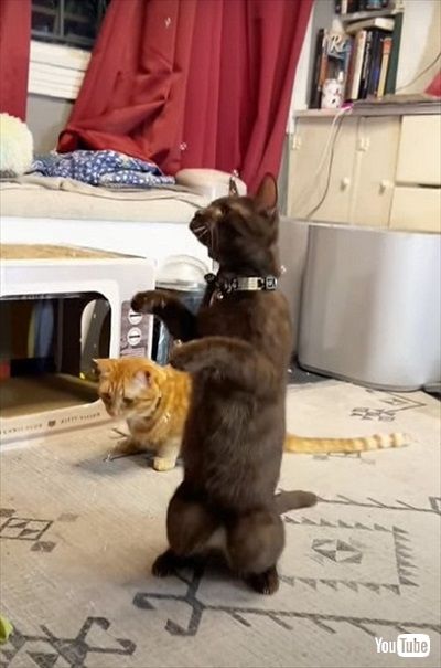 シャボン玉で遊ぶ猫