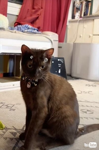 シャボン玉で遊ぶ猫