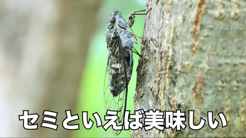 セミといえばおいしい