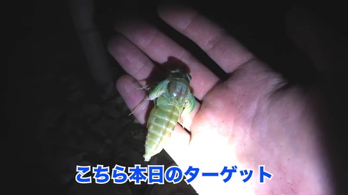 タケオオツクツク