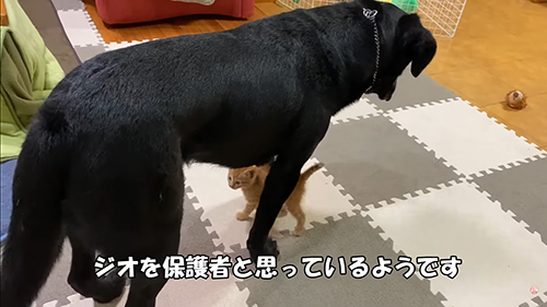 ジオくんを保護者だと