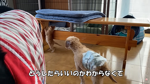 どうしたらいいかわからなくて