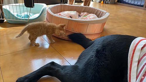 しっぽで遊ぶ子猫