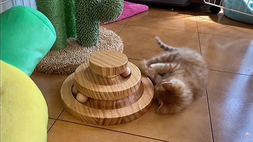 おもちゃで遊ぶ子猫