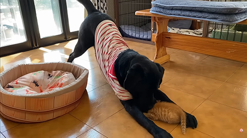 子猫をハグするジオくん