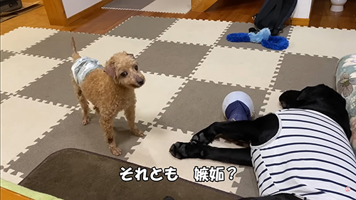 それとも嫉妬？