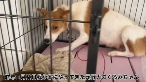 元野犬のビフォアフ