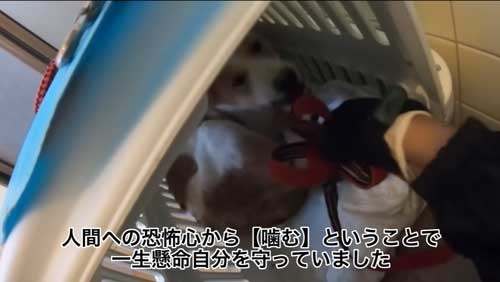 職員をかんでしまっていた元野犬