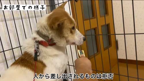 食べ物を拒否する元野犬