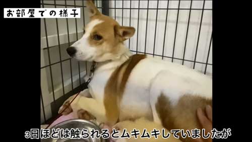 恐怖でかみつこうとする元野犬