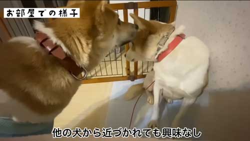 他の犬に興味がない犬