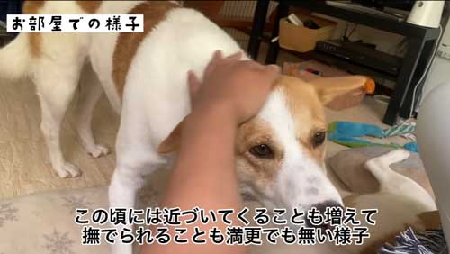 なでられてうれしそうな犬