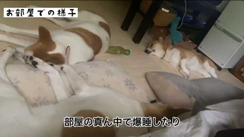 元野犬の無防備な寝姿