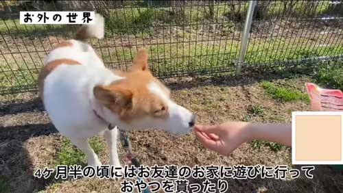 人間とのやりとりが平気になった犬