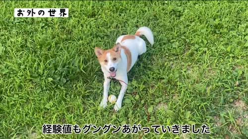他のワンコと遊ぶ野犬