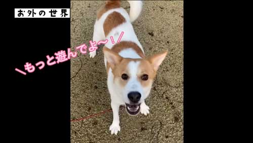 楽しそうな元野犬