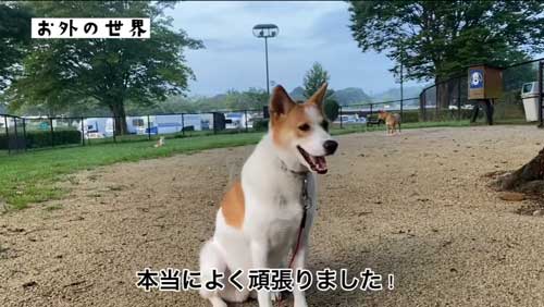愛情をたっぷり受ける元野犬