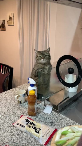 お料理見学まるくん