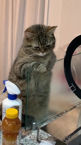 お料理見学まるくん