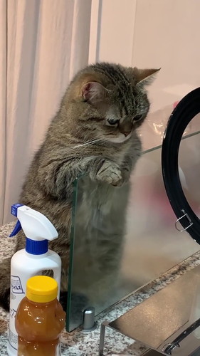 お料理見学まるくん