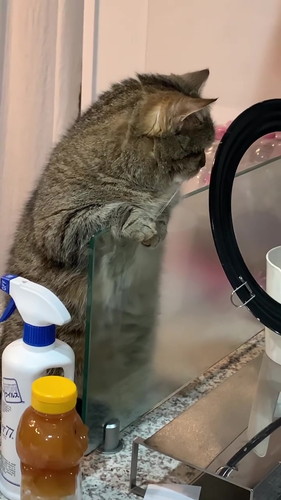 お料理見学まるくん