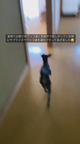 走る犬