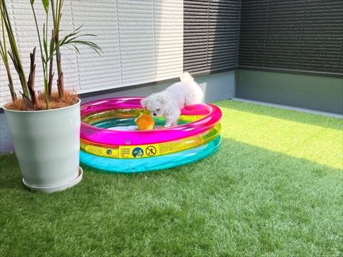 プールに入ろうとするワンコ
