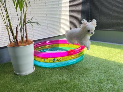 ジャンプするワンコ