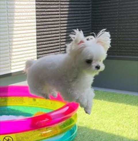 トリミング