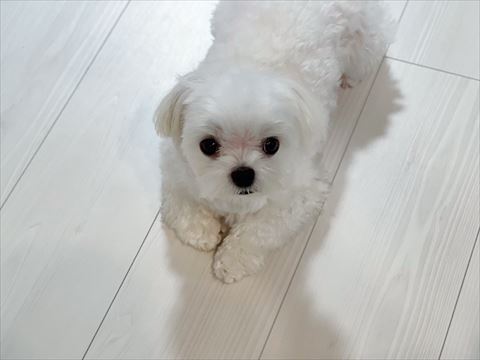 伏せして見てる