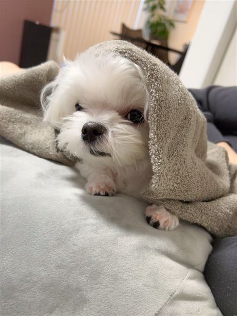 タオルケットかぶってる