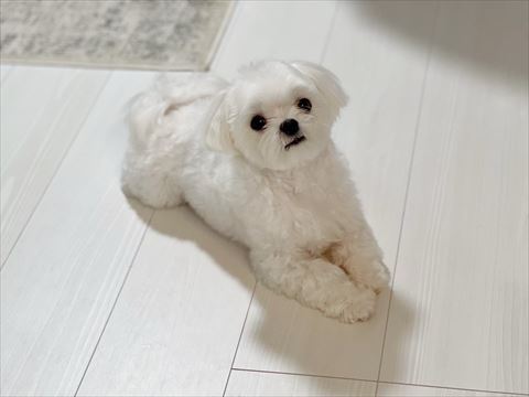 伏せしてる全体