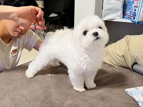毛をカット中