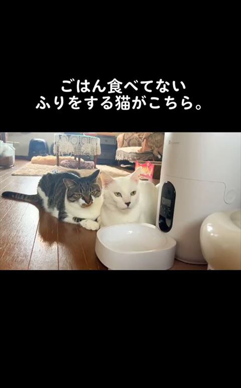 給餌機の前で並んでる2匹の猫