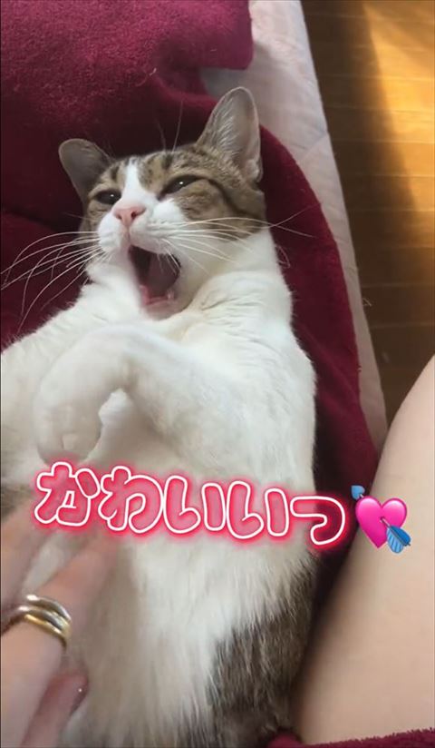 仰向けであくびする猫