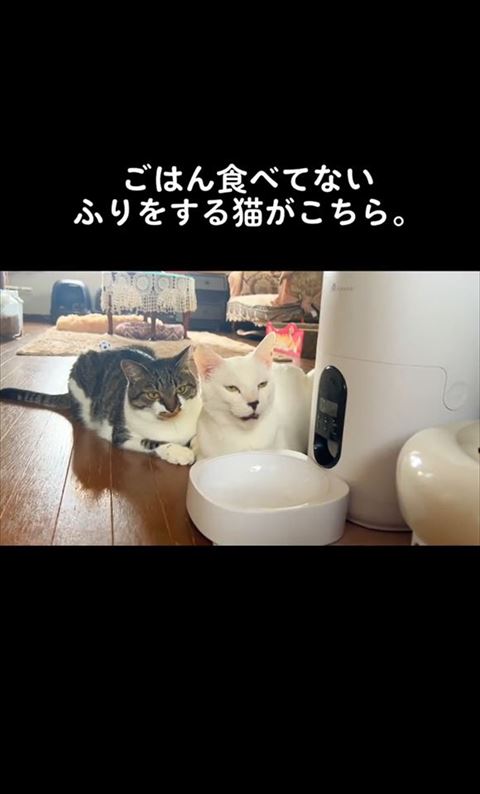 薄目で鳴いてる白猫ちゃん