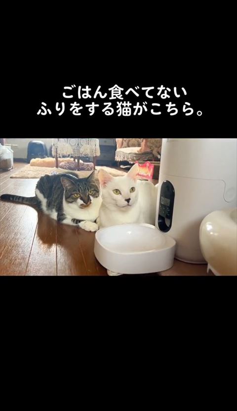 飼い主さんを見てる2匹の猫