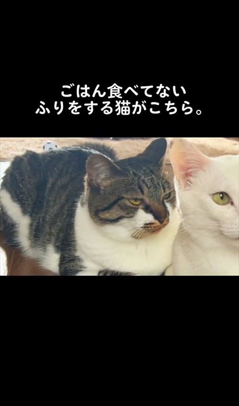 ふりるちゃんアップ